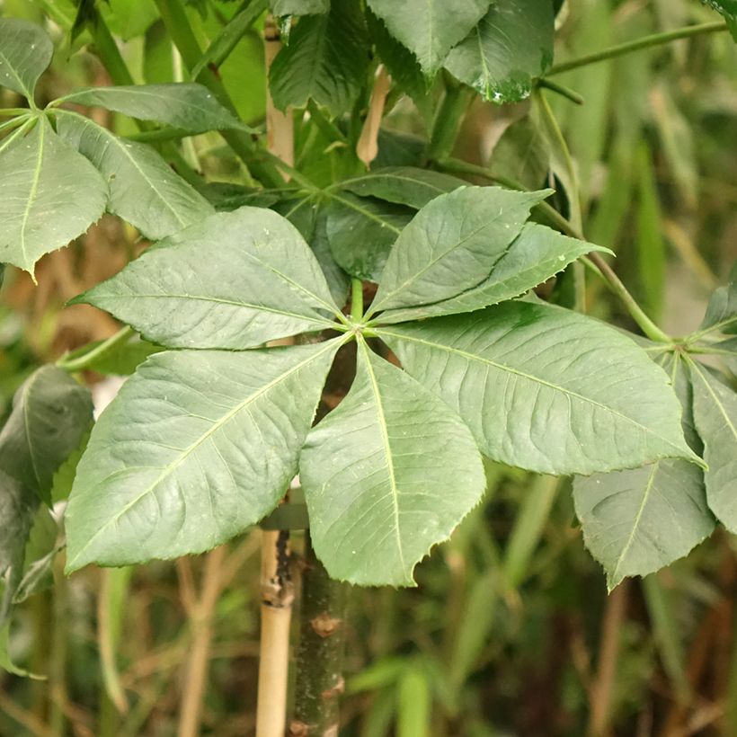 Ceiba speciosa (Fogliame)