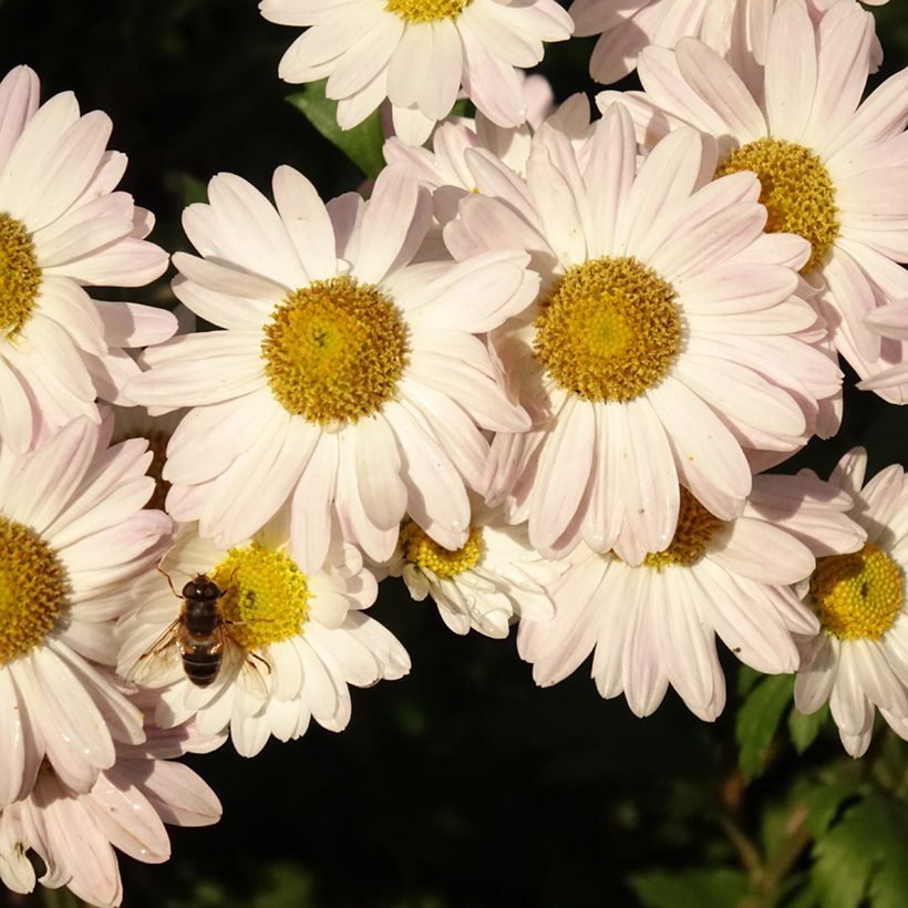 Chrysanthemum koreanum Hebe - Crisantemo (Fioritura)