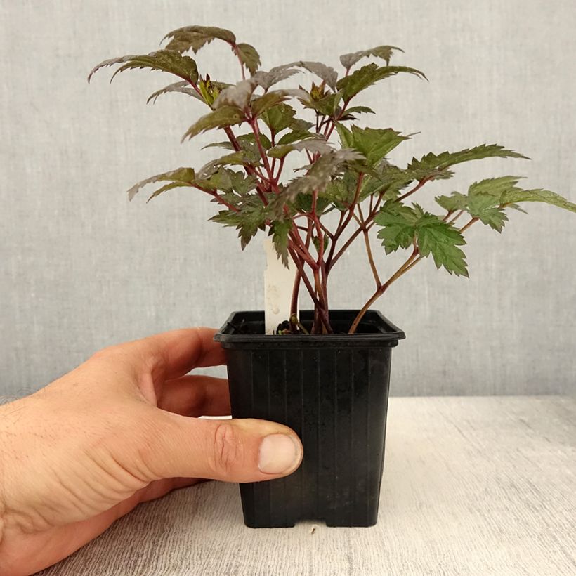 Cierge d'argent - Actaea hybride Queen of Sheba - Godet de 8/9 cm esemplare consegnato in primavera