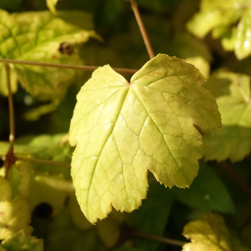 Actaea biternata (Fogliame)