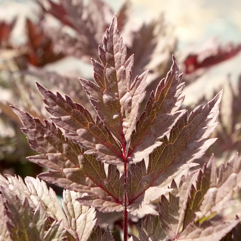 Cimicifuga simplex Pink Spike - Actaea (Fogliame)