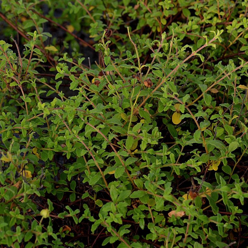 Cistus monspeliensis - Cisto marino (Fogliame)