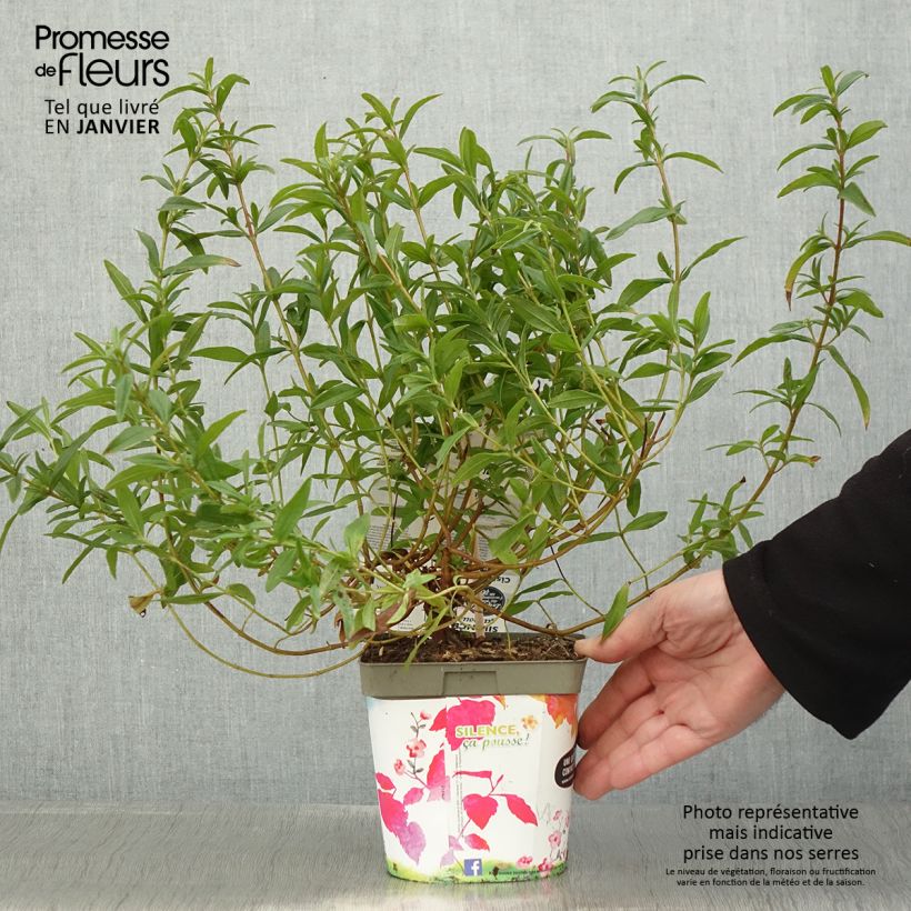 Ciste du Portugal - Cistus x lusitanicus Decumbens Pot de 2L/3L esemplare consegnato in inverno