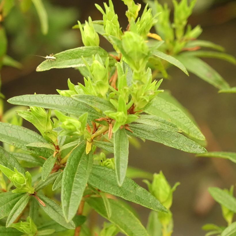 Cistus lusitanicus Decumbens - Cisto (Fogliame)