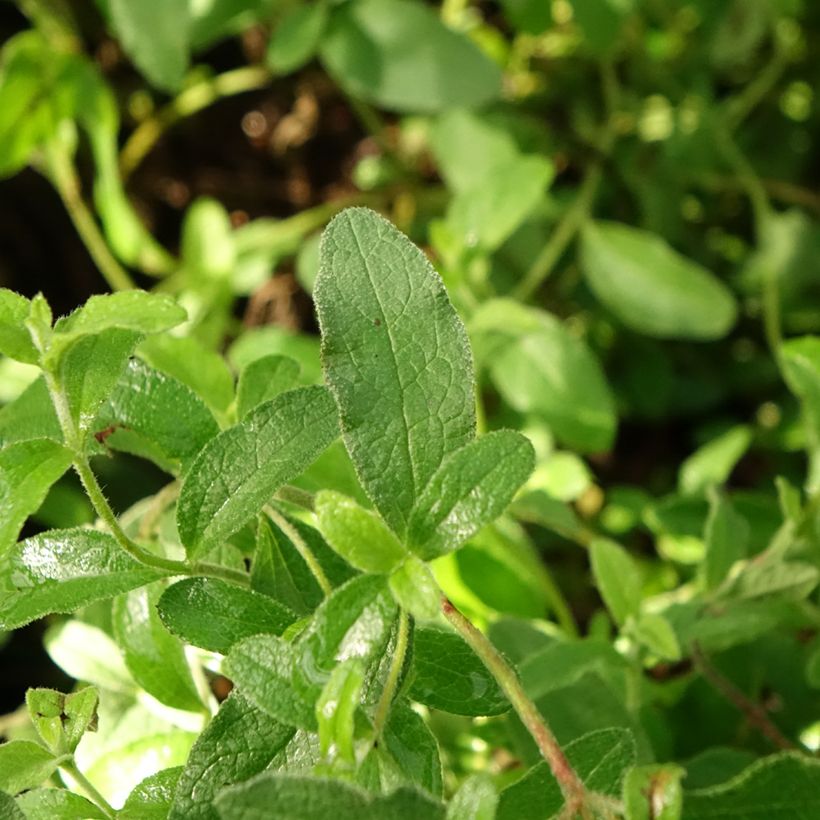 Cistus obtusifolius - Cisto (Fogliame)