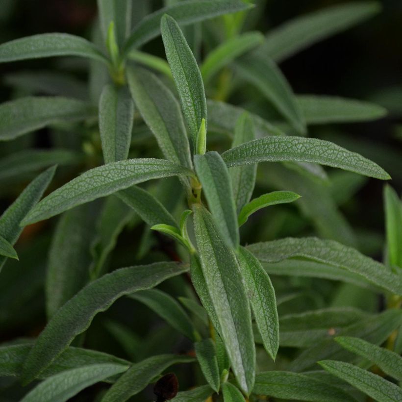 Cistus purpureus - Cisto (Fogliame)