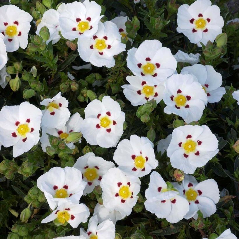 Cistus lusitanicus Decumbens - Cisto (Fioritura)