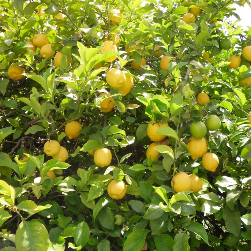 Citrus limon 4 stagioni - Limone (Raccolta)