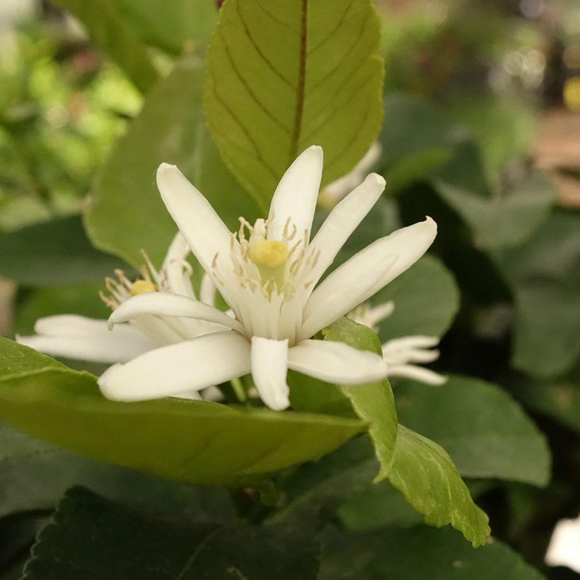 Citrus limon Cerza - Limone (Fioritura)