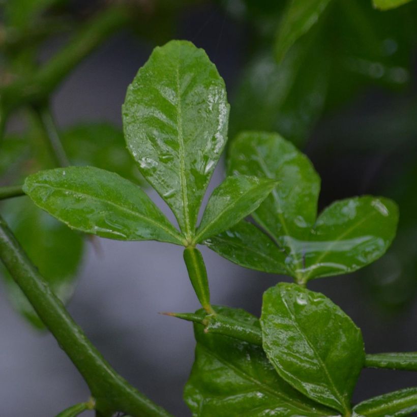 Poncirus trifoliata - Arancio trifogliato (Fogliame)