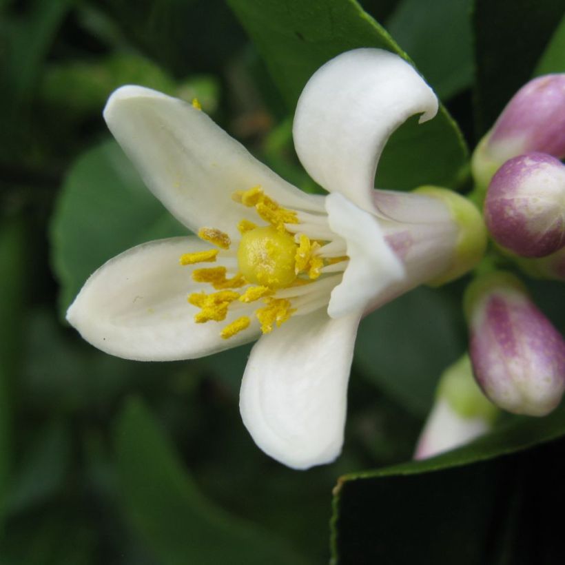 Citrus x limon Meyer - Limone di Meyer (Fioritura)