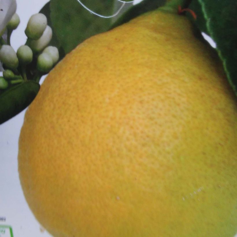 Citrus limon Adamo - Limone (Raccolta)