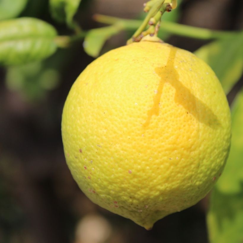 Citrus limon Cerza - Limone (Raccolta)