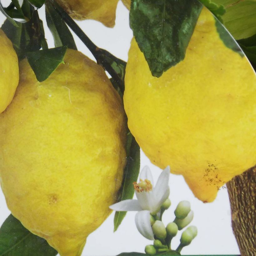 Citrus limon Femminello Incappucciato - Limone (Raccolta)