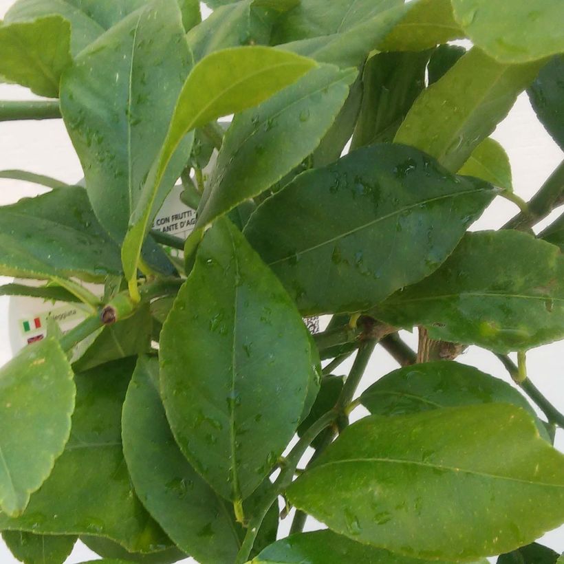 Citrus limon Femminello Siracusano - Limone (Fogliame)