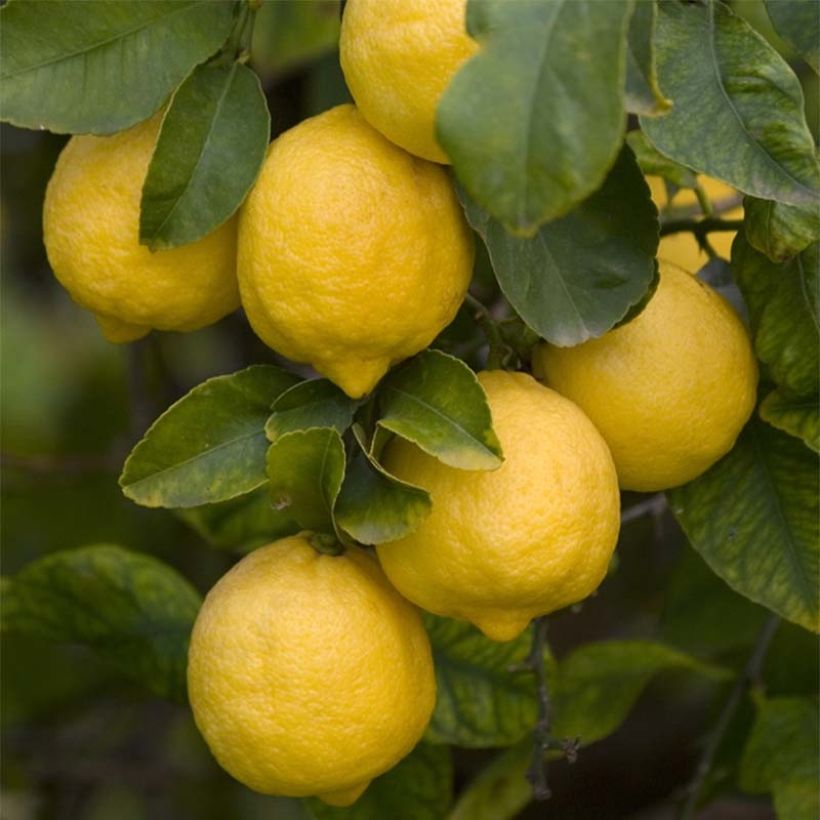 Citrus limon Femminello Siracusano - Limone (Raccolta)