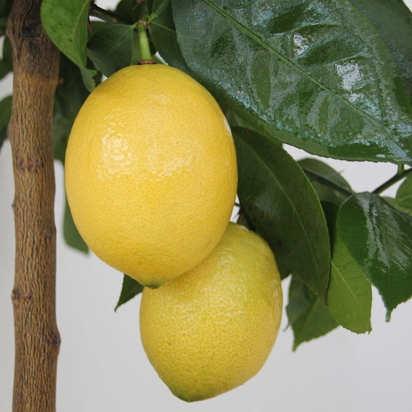 Citrus limon Lemox - Limone (Raccolta)