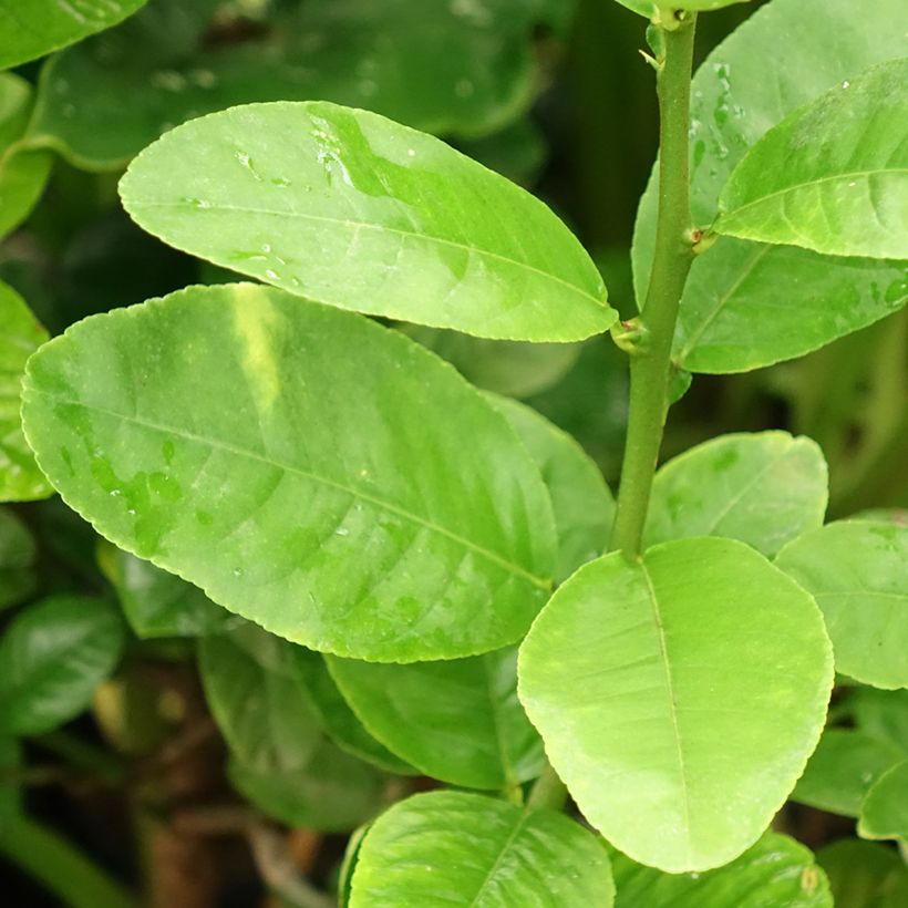 Citrus medica Maxima - Cedro (agrume) (Fogliame)