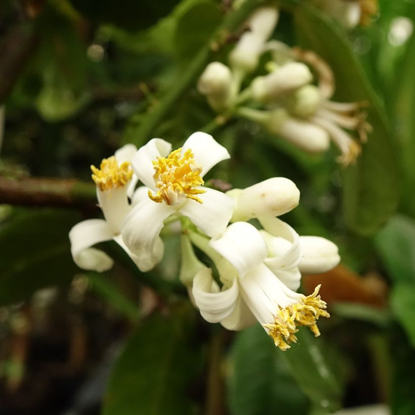 Citrus medica Maxima - Cedro (agrume) (Fioritura)