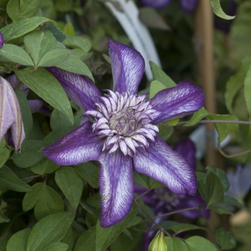 Clematis florida Cassis - Clematide (Fioritura)