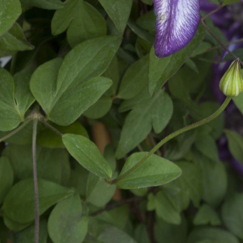 Clematis florida Cassis - Clematide (Fogliame)