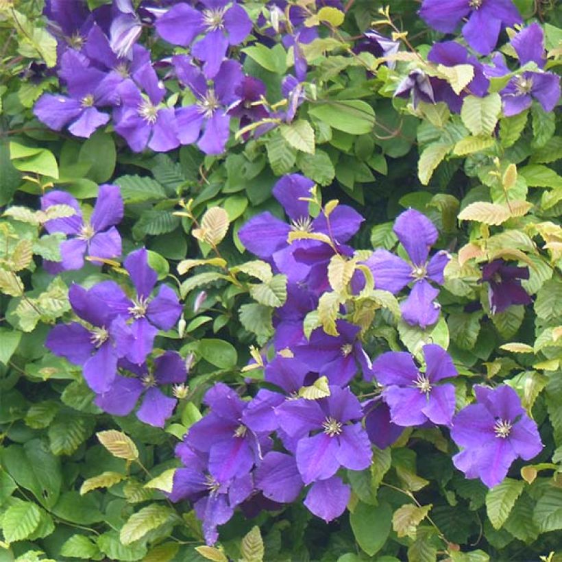 Clematis jackmanii - Clematide (Fioritura)