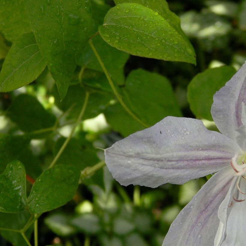 Clematis jackmanii Alba - Clematide (Fogliame)