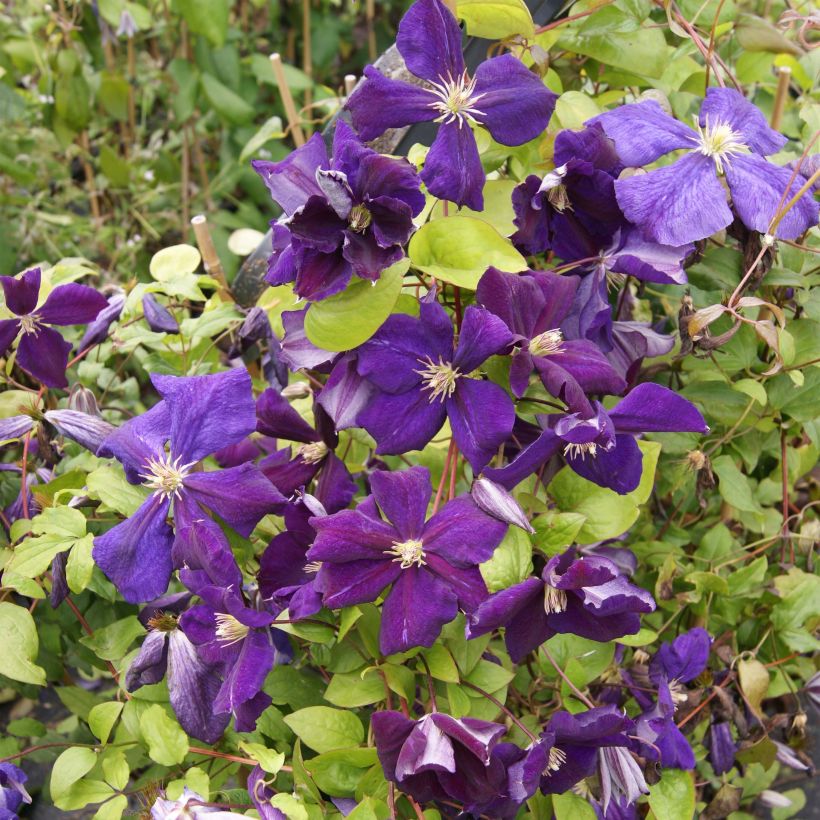 Clematis jackmanii Superba - Clematide (Fioritura)