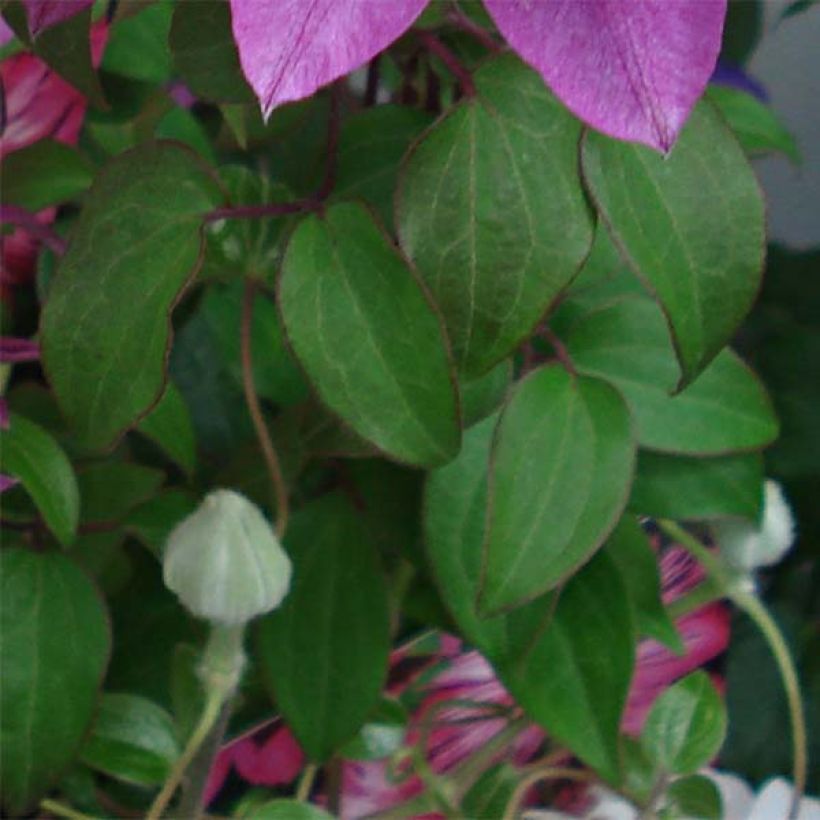 Clematis Kaiser - Clematide (Fogliame)