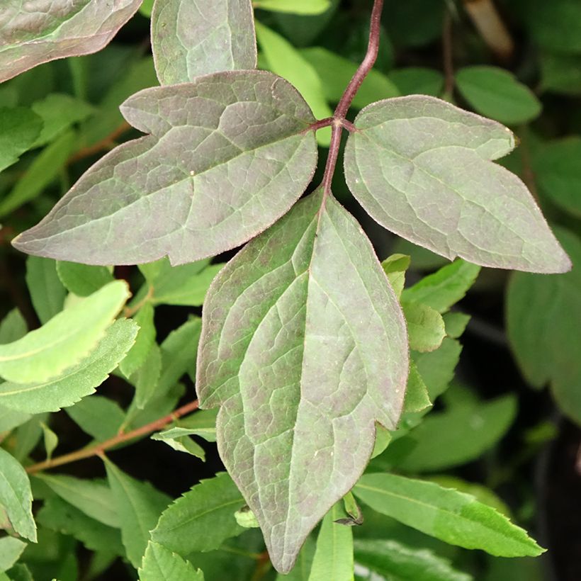 Clematis Pink Perfection - Clematide (Fogliame)