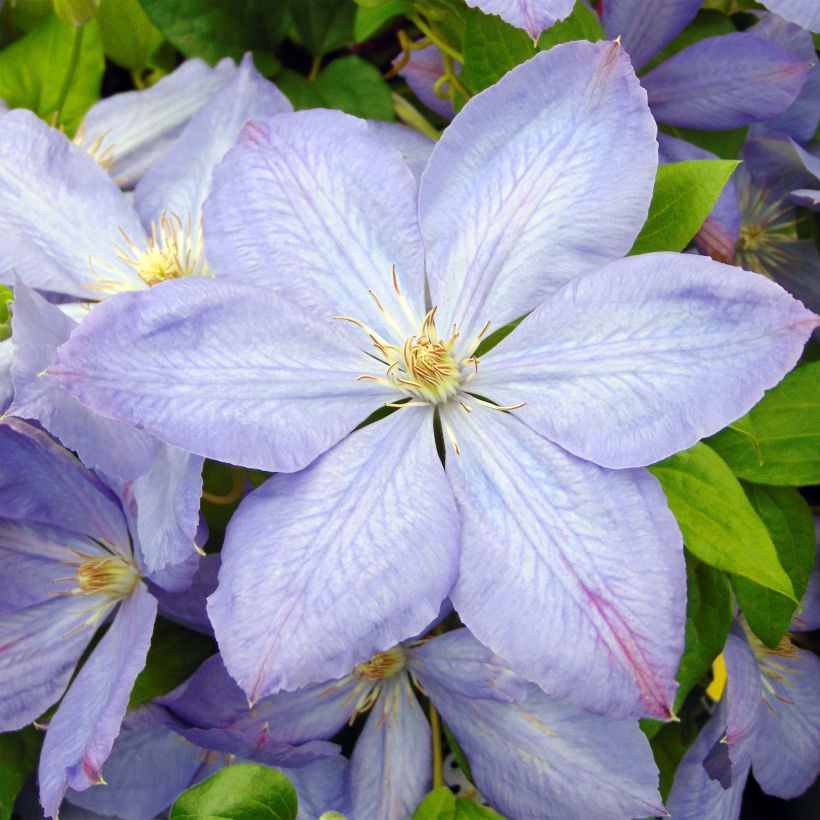 Clematis Mrs Cholmondeley - Clematide (Fioritura)