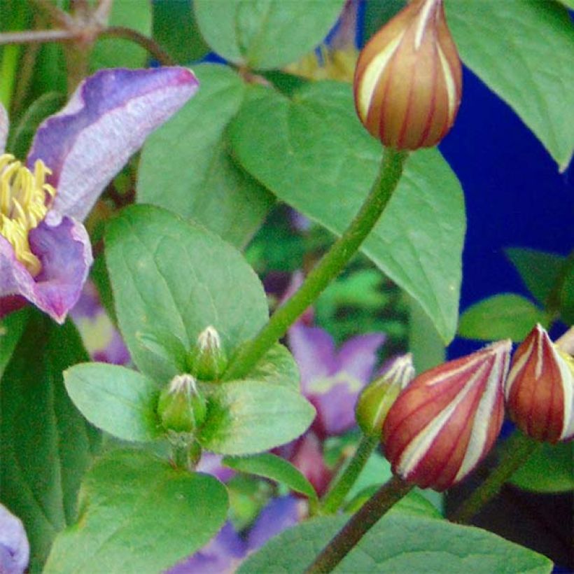 Clematis Exciting - Clematide (Fogliame)