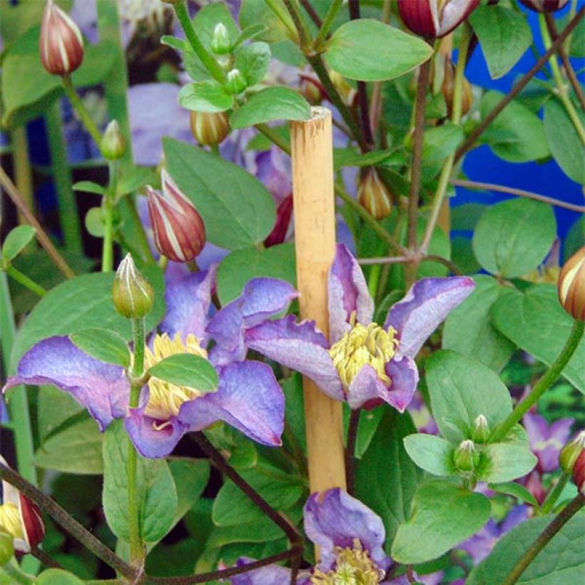 Clematis Exciting - Clematide (Fioritura)