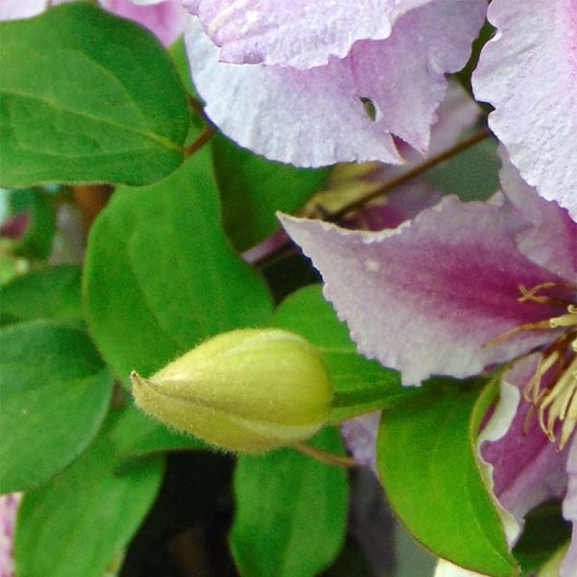 Clematis Piilu - Clematide (Fogliame)