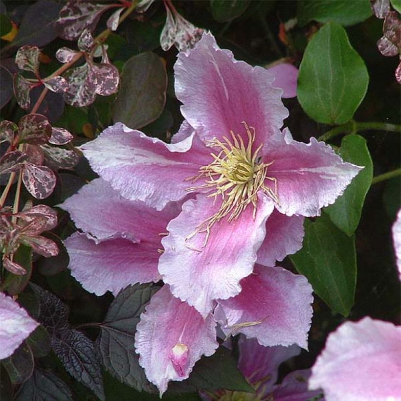 Clematis Piilu - Clematide (Fioritura)