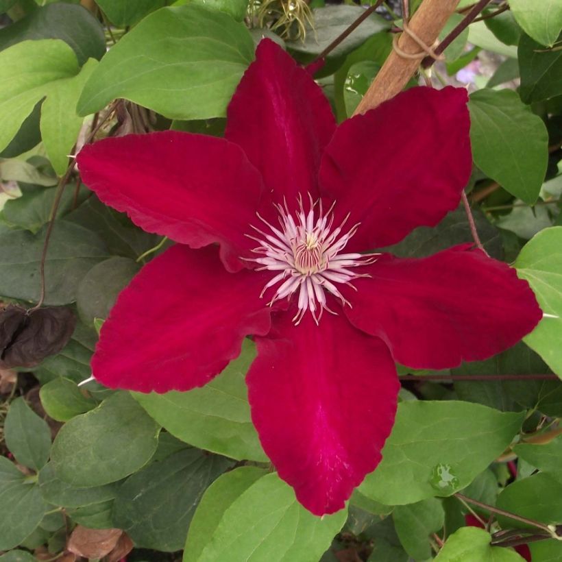 Clematis Rebecca - Clematide (Fioritura)