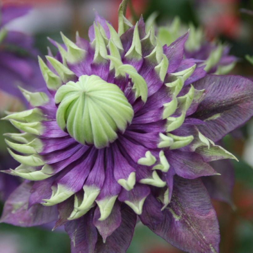 Clematis Taiga - Clematide (Fioritura)