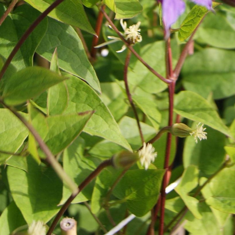 Clematis texensis Prince William - Clematide (Fogliame)