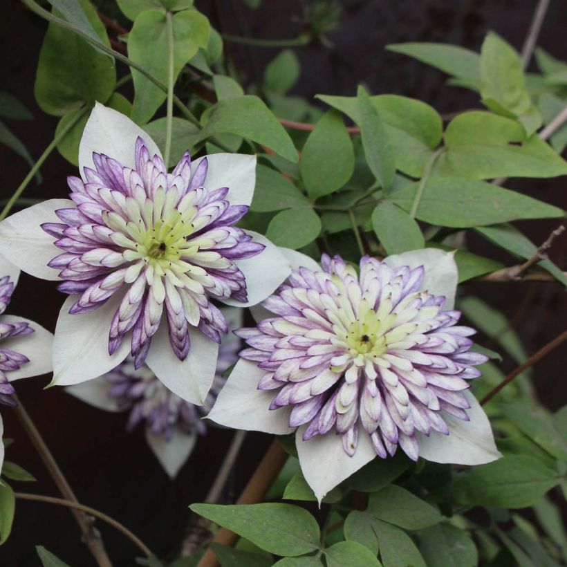 Clematis Viennetta - Clematide (Fioritura)