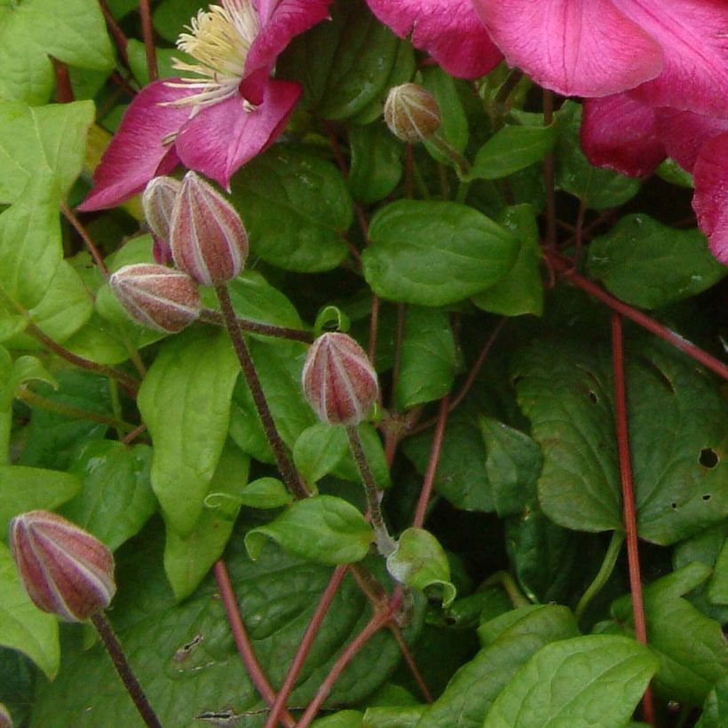 Clematis Ville de Lyon - Clematide (Fogliame)