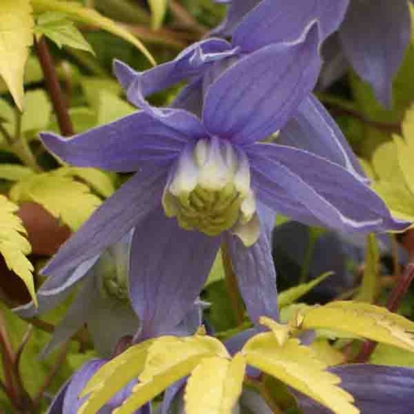 Clematis Stolwijk Gold - Clematide (Fioritura)