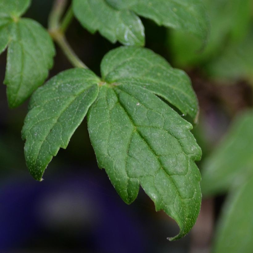 Clematis Francis Rivis - Clematide (Fogliame)