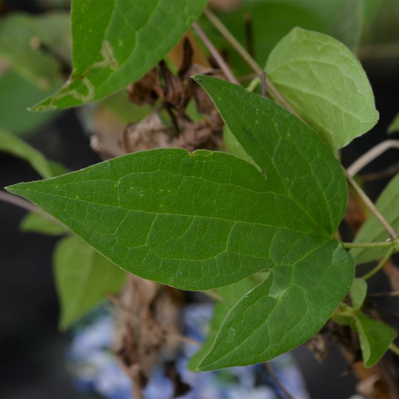 Clematis Arabella - Clematide (Fogliame)