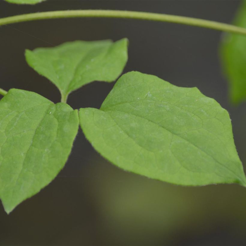 Clematis Blue Light - Clematide (Fogliame)