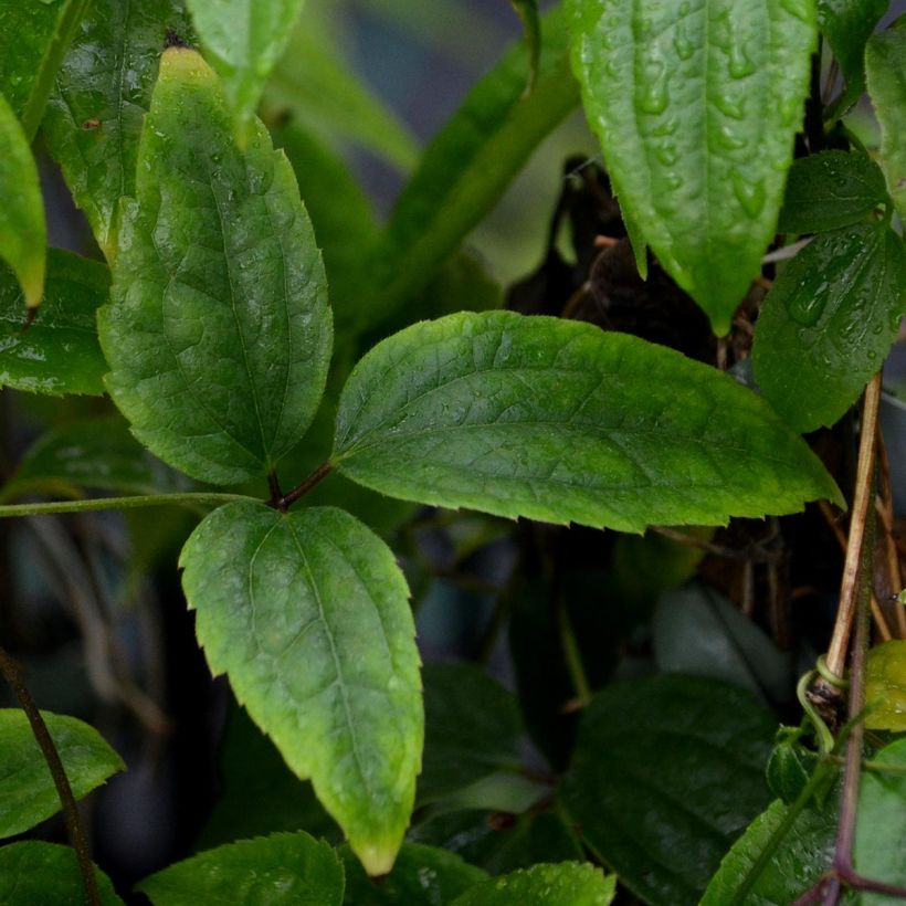 Clematis urophylla Winter Beauty - Clematide (Fogliame)