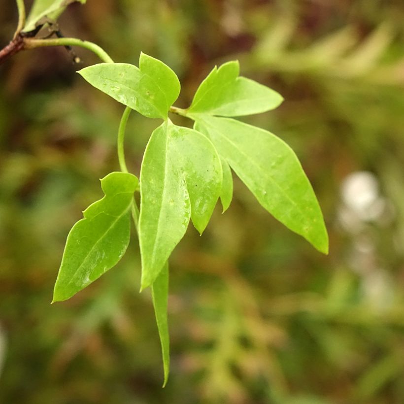 Clematis napaulensis Christmas Surprise - Clematide (Fogliame)