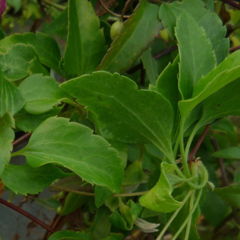 Clematis cirrhosa Lansdowne Gem (Fogliame)