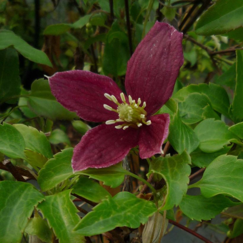 Clematis cirrhosa Lansdowne Gem (Fioritura)