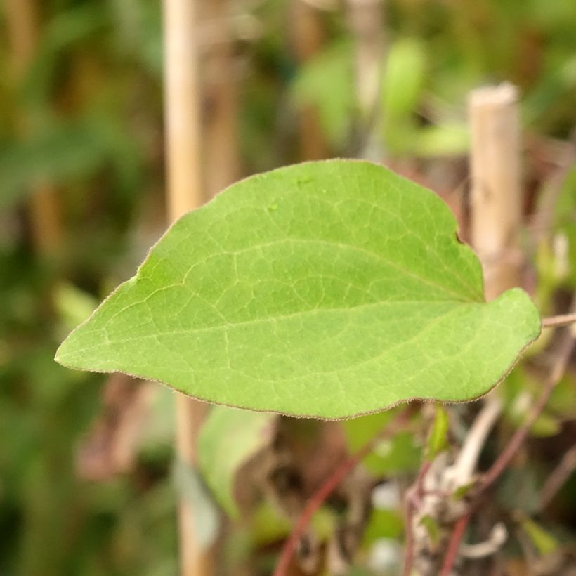 Clematis Alice Fisk - Clematide (Fogliame)