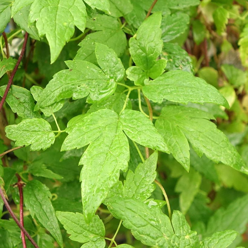 Clematis Ocean Pearl - Clematide (Fogliame)